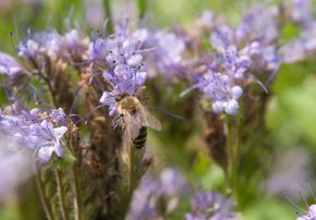 Beefriendly – Bienenschutz von Mählmann Gemüsebau.